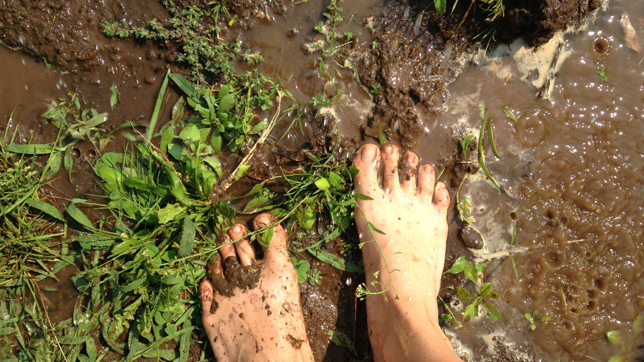 Organic Farms Provide the Best Grounding (Earthing) Experience | Organic Adventures