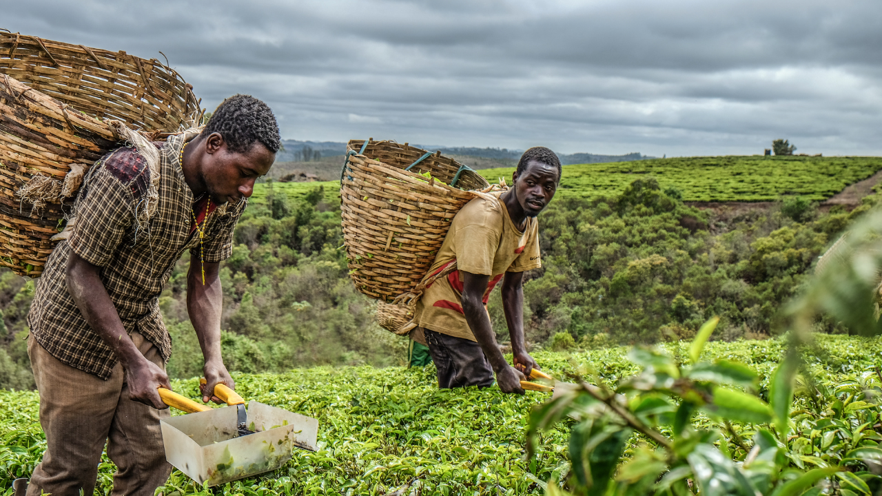 How Organic Farm Tours Are Redefining Agro-Tourism | Organic Adventures